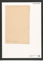 Diatomeae indet. Zeichnungen Sammlung Grunow (NHMW-BOT-W0371413)